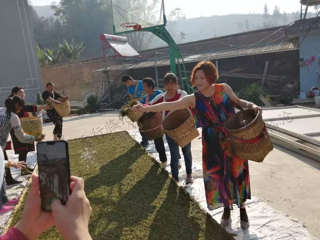 臨滄茶山