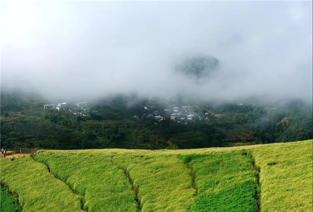 臨滄旅游：荒山變花海 鄉村旅游活起來
