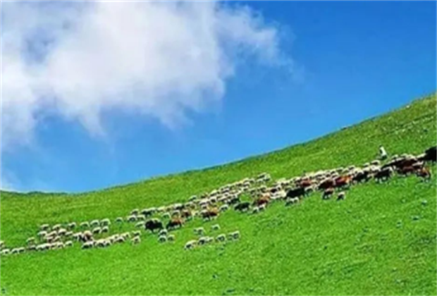 臨滄策劃公司/來臨滄南美草山體驗(yàn)一次靜心之旅